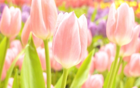 TULIPS - leaves, colors, stems, petals