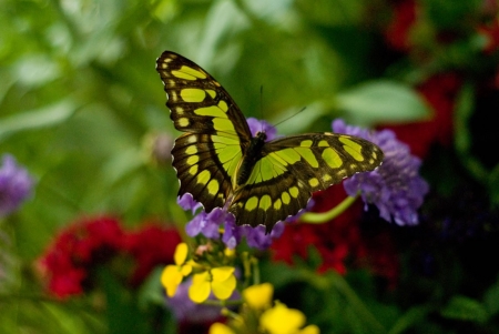 BUTTERFLY - flowers, wings, leaves, colors