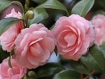 CAMELLIAS