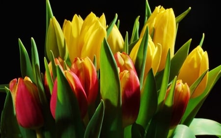 TULIPS - leaves, petals, nature, colors