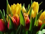 TULIPS