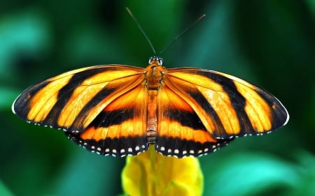 BUTTERFLY - insect, wings, colors, flower