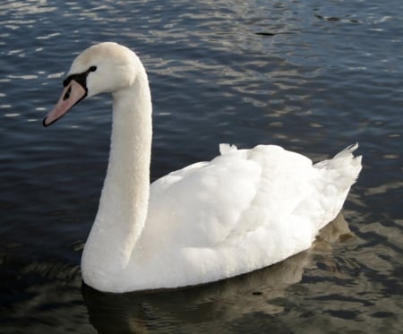 SWAN - wings, water, feathers, waves