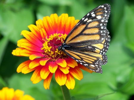 DAISIES - leaves, stems, butterfly, petals