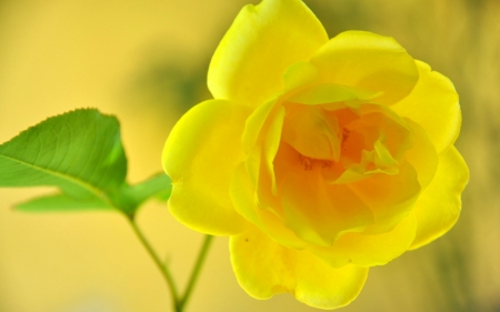 ROSE - leaves, stem, yellow, petals