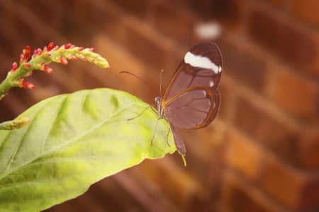 BUTTERFLY - insect, wings, colors, leaf