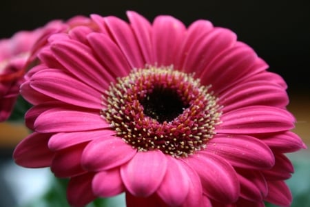 DAISIES - petals, pink, nature, gerbera