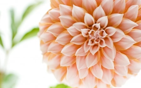 DAHLIA - leaves, nature, colors, petals