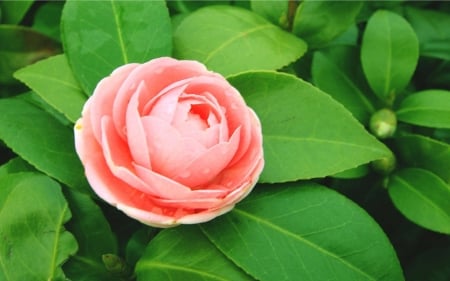 CAMELLIA - leaves, green, petals, pink