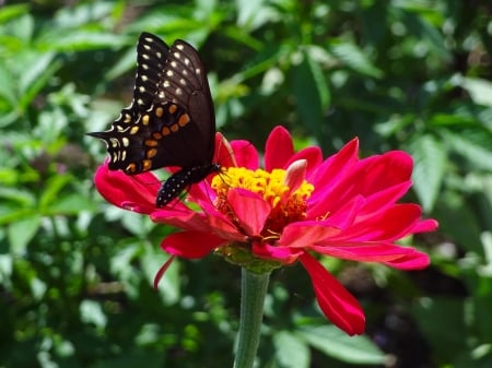 BUTTERFLY - leaves, wings, flower, petals