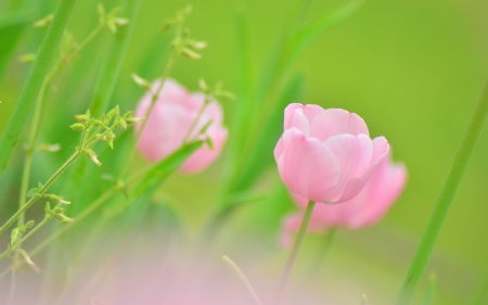 TULIPS - leaves, colors, stems, petals