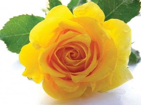 ROSE - leaves, green, yellow, petals