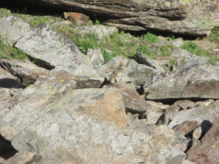 Pica, North Becker Lake, Wyoming - Mountains, Mammals, Lakes, Rodents