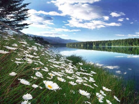 natural,lake,flower,sky,