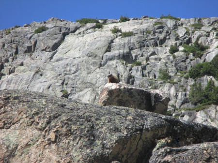 Yellow Bellied Marmot, Albion Lake, Wyoming - Mountains, Mammals, Lakes, Rocks