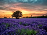 Purple flower field