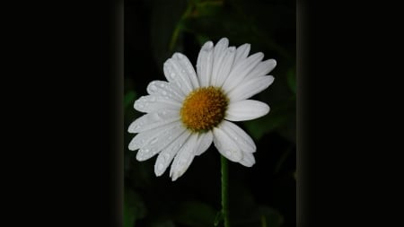 Daisy in the Rain - white, rain, raindrops, wet, daisy, flower