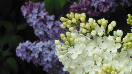 Cumberland Head Lilacs - white, lilacs, purple lilacs, white lilacs, purple, blossoms, blooms, flowers