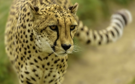 cheetah - animal, feline, cheetah, cat