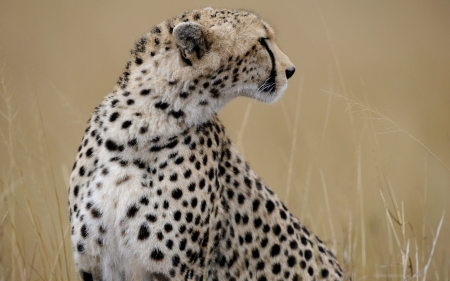 cheetah - cheetah, animal, feline, cat