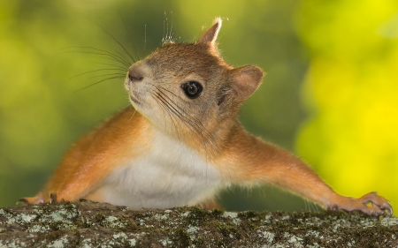 cute squirrel - animal, rodent, squirrel, branch