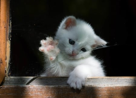 Cute Kitty - white, kitten, broken, paws, glass, kitty