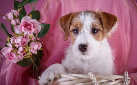 Puppy - white, animal, dog, caine, puppy, flower, sealyham terrier, pink