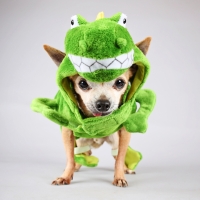 Chihuahua frog