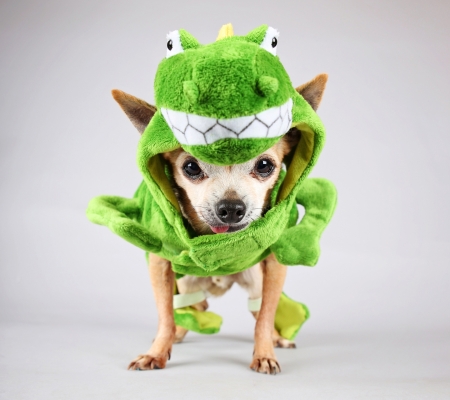 Chihuahua frog