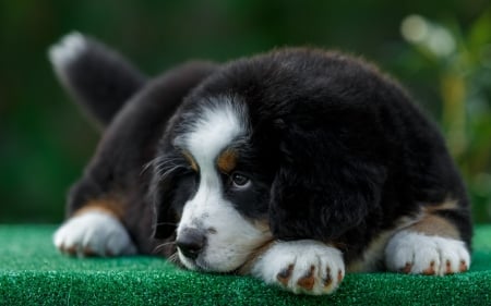 St Bernard - caine, puppy, st bernard, dog, animal, cute