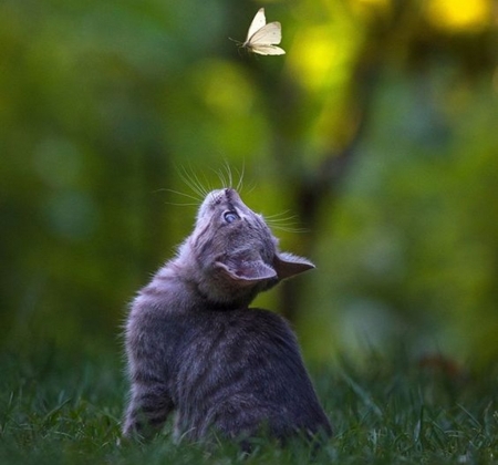 cool dream - butterflies, cats, animals, beautiful, photography, nature