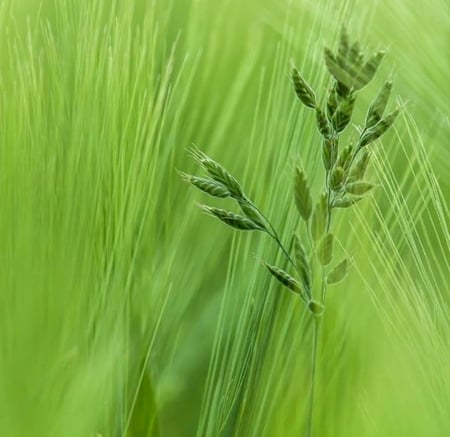 Green Beauty - beauty, photography, fields, nature, green, grass