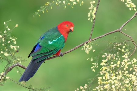 Parrot - red, parrot, green, pasare, bird, flower