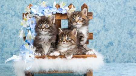 Kittens - white, animal, pisica, kitten, blue, flower, cat, chair