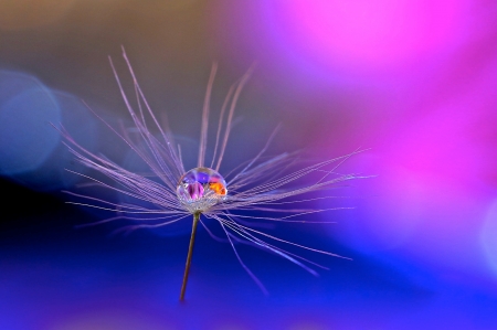 Water drop - dandelion, pink, seed, luminos, water drop, blue