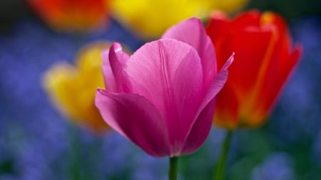 Tulips - colorful, yellow, red, flower, pink, tulip