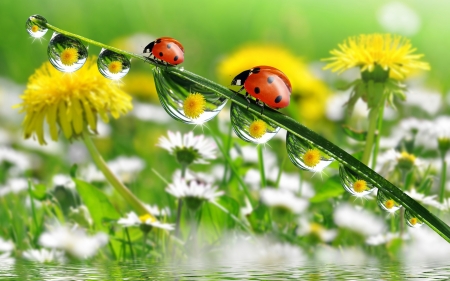 Ladybugs and water drops