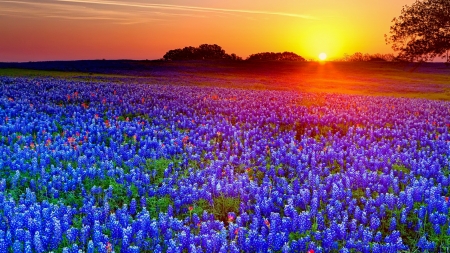 Texas bluebonnets - summer, amazing, meadow, wildflowers, glow, texas, sunset, rays, field, fiery, sky, bluebonnets