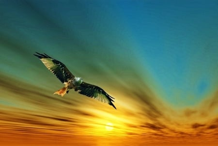 Eagle at Sunrise - flight, eagle, sunrise, birds