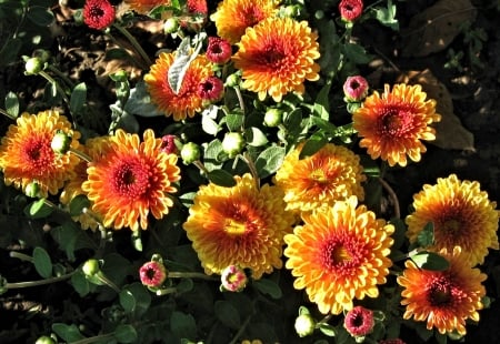 Chrysanthemums - nature, pretty, chrysanthemum, flower