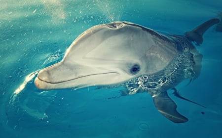 Dolphin - ocean, wild, water, animal, gentle, sea, dolphin