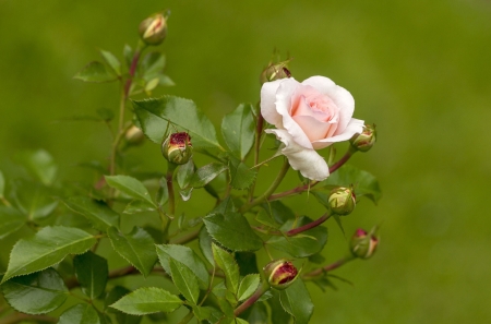 Rose - nature, beauty, tree, rose, flower