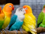 colorful birds