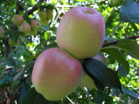 Garden apples - apple, forest, beautiful, leaves, minions, garden, apples, natural, leaf, tree, nature