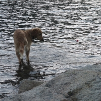 Hoover waiting for the fish Beartooth Mountains