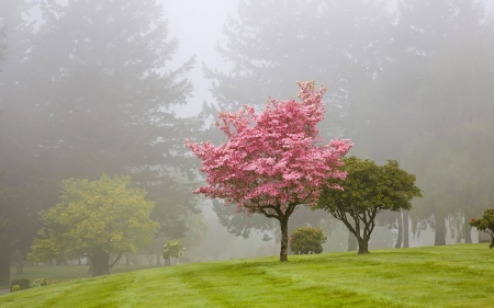 Spring in the Park - sky, trees, park, grass, spring, cherry blossom tree