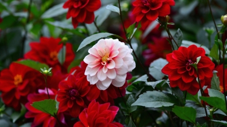 Dahlia flowers - nature, dahlia, red, flowers, garden