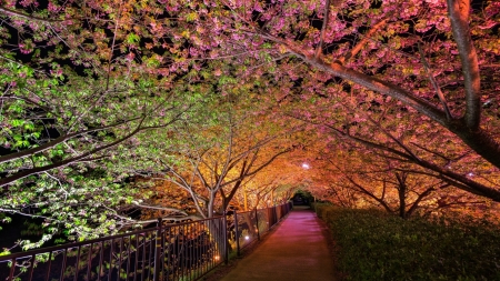 A park at night - nature, trees, night, park, lights