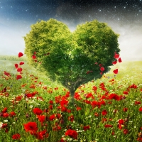 Heart tree and poppies