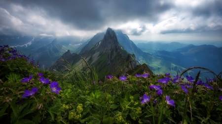 Wildflowers - scenery, purple, beautiful, mountain, wild flowers